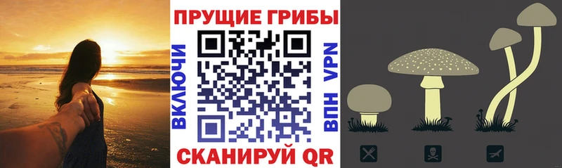 что такое наркотик  Узловая  Галлюциногенные грибы Psilocybine cubensis 